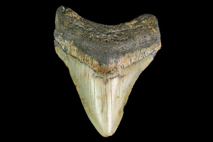 Fossil Megalodon Tooth - North Carolina #149390